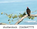 Adult Red Headed Vulture...
