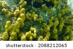 Small photo of Yellow tube sponge or Aureate sponge (Aplysina aerophoba) undersea, Aegean Sea, Greece, Halkidiki