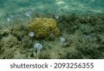 Small photo of Stinker sponge (Sarcotragus fasciculatus) undersea, Aegean Sea, Greece, Halkidiki