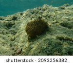 Small photo of Stinker sponge (Sarcotragus fasciculatus) undersea, Aegean Sea, Greece, Halkidiki