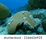 Round Starlet Coral Or Massive...