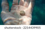 Small photo of Seashell of sea snail Josephine's moonsnail (Neverita josephinia) on the hand of a diver, Aegean Sea, Greece, Halkidiki