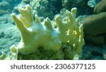 Small photo of Net fire coral or ramified fire coral (Millepora dichotoma) undersea, Red Sea, Egypt, Sharm El Sheikh, Nabq Bay