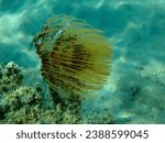 Small photo of Marine polychaete Mediterranean fanworm or feather duster worm, European fan worm (Sabella spallanzanii) undersea, Aegean Sea, Greece, Halkidiki
