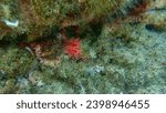 Small photo of Calcareous tubeworm or fan worm, plume worm or red tube worm (Serpula vermicularis) and grooved sea squirt (Microcosmus sabatieri) undersea, Aegean Sea, Greece, Halkidiki