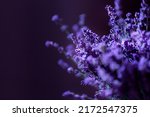 Close-up of lavender flowers, Soft focus on black background