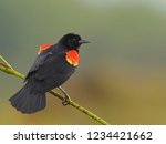 Male Red-winged Blackbird perched on a branch