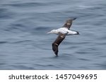 Small photo of Antipodean albatross (Diomedea antipodensis) flying over the New Zealand subantarctic Pacific Ocean, photographed with slow shutterspeed.