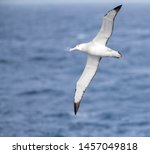 Small photo of Antipodean albatross (Diomedea antipodensis) flying over the New Zealand subantarctic Pacific Ocean. Seen from the side, showing under wings.