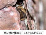 Serotine (Eptesicus serotinus) wintering in a cave near Houyet, Namur, Belgium.