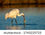 Adult Whooping Crane (Grus americana) during winter in marshland in Aransas County, Texas, USA. With a crab in its beak.