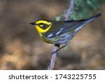 Small photo of Adult female Townsend's Warbler, Setophaga townsendi, perched on a branch in Riverside County, California, United States.