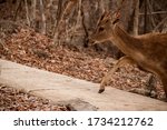 Small photo of Bali, Indonesia - August 15, 2019: Deer walking in the woods at NusaBay Menjangan by WHM