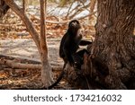 Small photo of Bali, Indonesia - August 15, 2019: Black monkey looking up while climbing a tree at NusaBay Menjangan by WHM