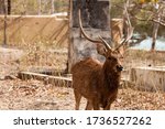 Small photo of Roaming male Javan rusa deer (Rusa timorensis) in the woods at NusaBay Menjangan by WHM in Bali