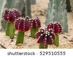 Blooming Red Cactus On The Sand.