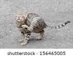 Small photo of tigerish cat scratching