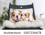 Two Pretty Puppies Of A Bulldog ...