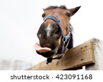 Small photo of Muzzle of a horse close up. The horse has flicked out tongue.