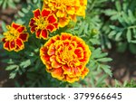 French Marigolds Flower