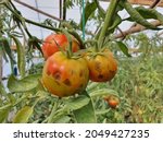 Tomatoes Infected With Late...