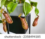 Tropical pitcher plant Nepenthes Gaya - Carnivorous plants - Pitcher Plant Tropical Plant Indoor Exotic Vine Nepenthes 'Art Vogel', grown from N. vogelii and N. ventricosa is named after Art Vogel