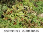 Venus flytrap (Dionaea muscipula), a carnivorous plant