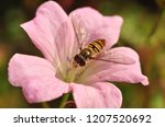 Hover fly on flower close-up
