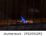 Small pilot flame for gas furnace heater.  Constant blue flame for igniting main burners, behind safety grill.  Room for copy.