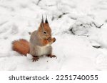 A forest fluffy squirrel gnaws on an oak acorn in a winter park.