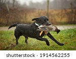 Small photo of Black Labrador Retriever is running and fetching a duck. Duck hunting, labrador is retrieving game to hunter