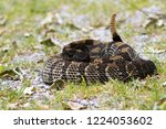A Large Dark Timber Rattlesnake ...