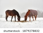 De Horses Eat Hay Dug Out From...