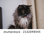 Small photo of Black and white fluffy luxurious maine coon kitten licking herself around mouth and whiskers after being unhandy with milk