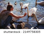 Small photo of girl feed fussing white swans from hand in the pink light of sunset