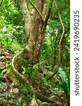 Small photo of slim powerful buttress roots of a tree in the dense, shady tropical jungle of the Yucatan