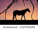 Horses Silhouette In The Meadow ...