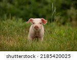Cutie and funny young pig is...