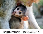 Cute Patas Monkey Baby Holding...