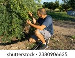 Small photo of Olive trees. Handsome man in olive trees garden. Male portrain over mediterranean olive field ready for harvest. Confident mature man in spanhis olive's grove with ripe fresh olives. Fresh olives.