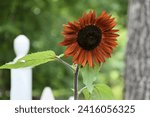 Small photo of Claret sunflower blooming in front of a lush green garden backdrop and a white picket fence post