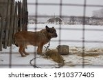A poor yard dog with sad eyes sits in the winter cold on a chain and behind bars. Cruelty to animals