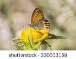 Small photo of Coenonympha elbana (Coenonympha corinna) Elban heath butterfly from Elba, Italy, Europe