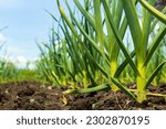 Young garlic grows in the ground. Close-up of young strong plants. Gardening concept. Selective focus.