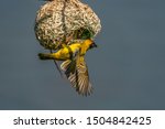 Southern Masked Weaver Male...
