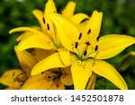 Yellow lily flower in the garden. Commonly known as the Oriental Lily of the Starman (selective focus)
