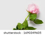 Pink rose on a white background, with place for text, with copy space. Concept gentle backgrounds with flowers, backgrounds for flower shops, wedding texts, underwear and perfume.