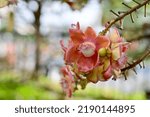 Small photo of Close up Cannonball tree flowers, sala tree, shorea robusta with natural background in Thailand.