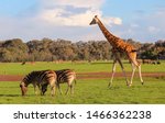 Zebra  Ostrich  Rhino  Giraffe...
