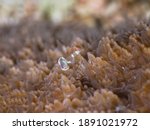 Small photo of Magnificent anemone shrimp on a Plete (Fungia) coral (Mergui arc